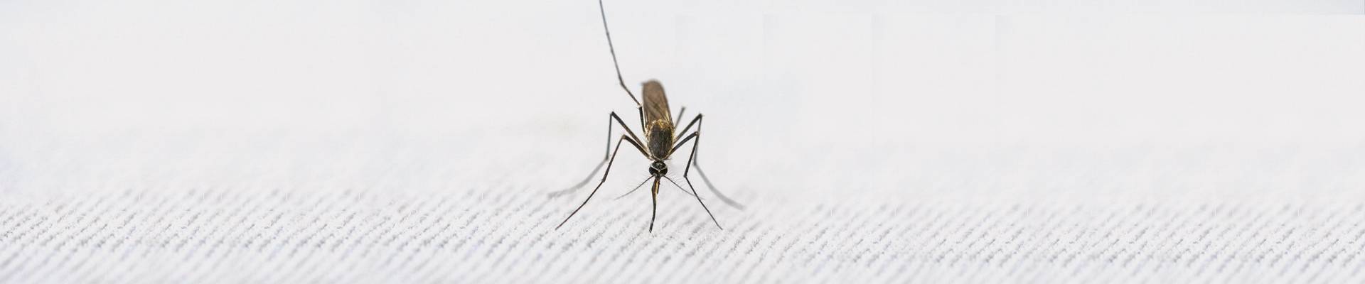 Mosquito extermination