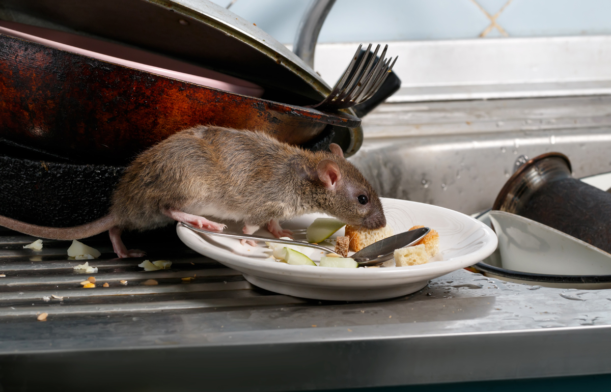 Rodent Identification and Extermination