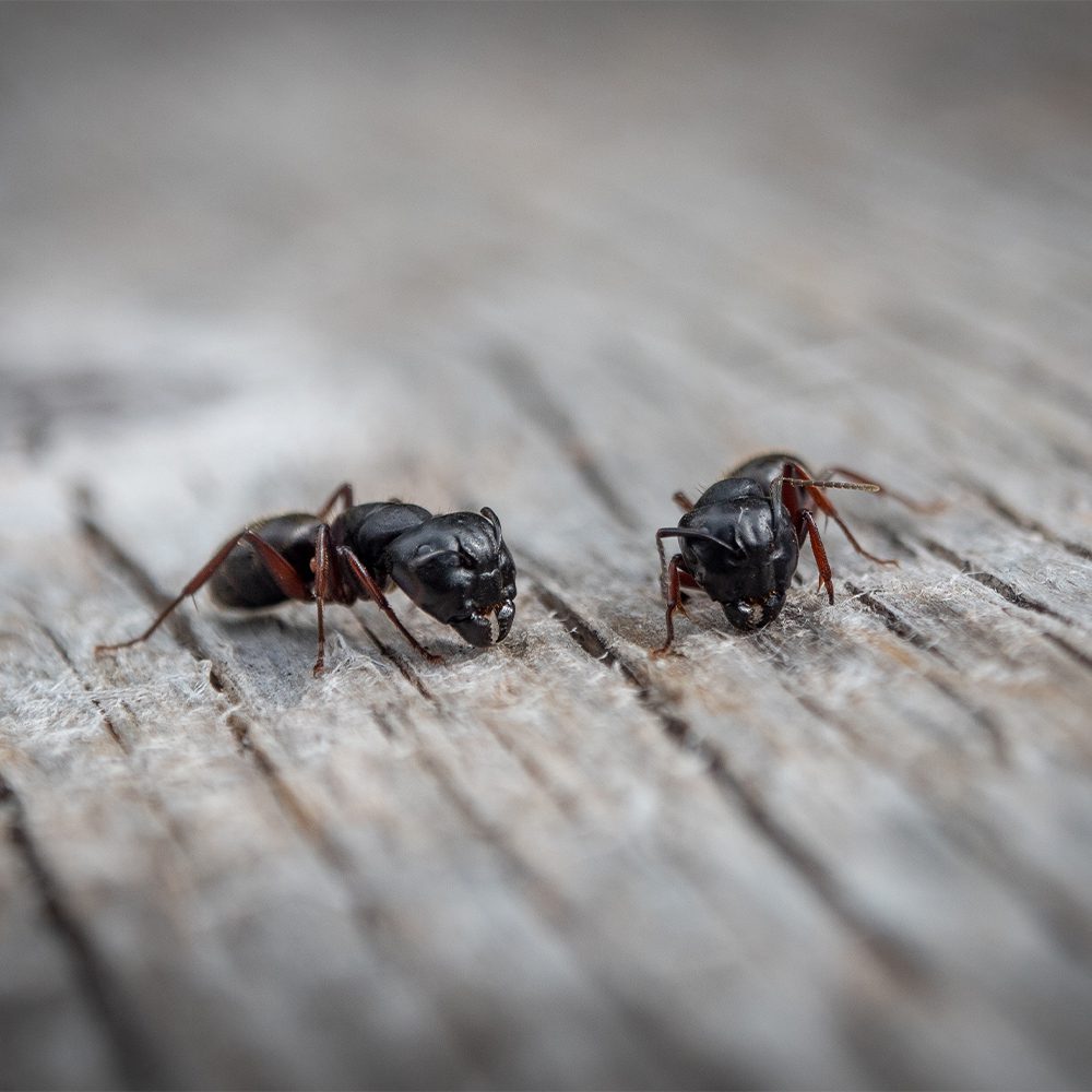 Jersey Shore Ant Treatment and Prevention 