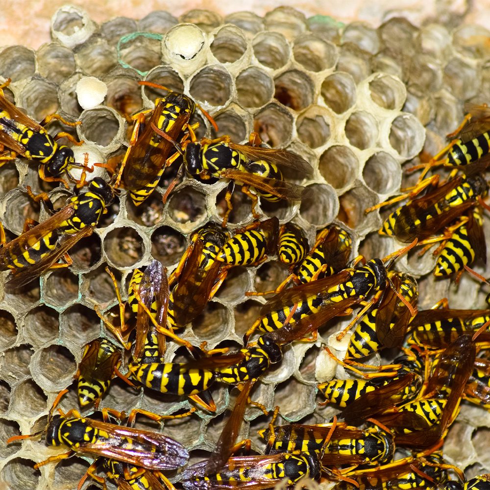 Jersey Shore Wasp Extermination and Removal 