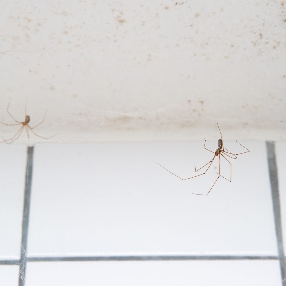Jersey Shore Spider Extermination Services