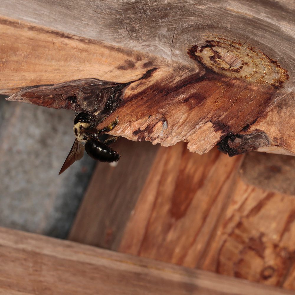 Carpenter Bees Extermination Services 