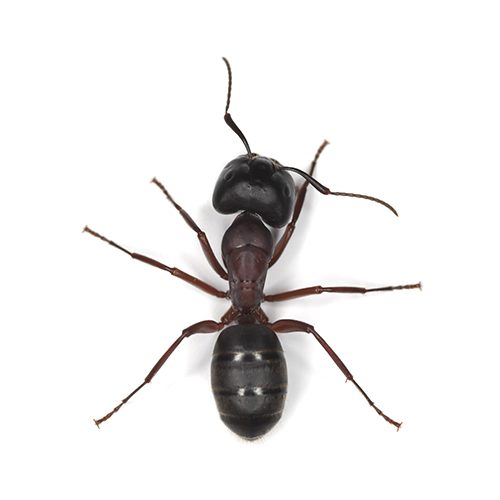 Monmouth County Ants Extermination Services
