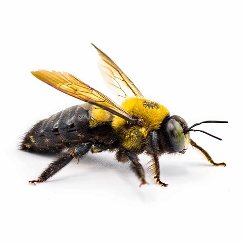 Wasps Extermination Services in Jersey Shore