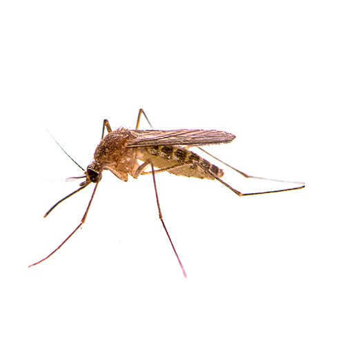 Monmouth County Mosquitos Extermination Services