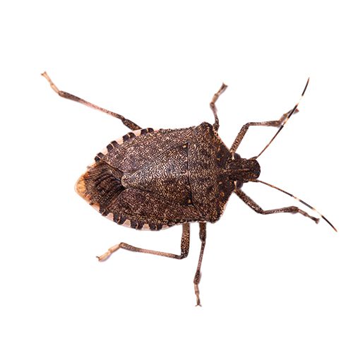 Monmouth County Stink Bugs Extermination Services
