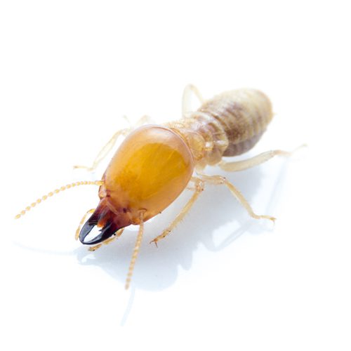 Monmouth County Termites Extermination Services