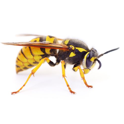 Wasps Extermination Services in Jersey Shore