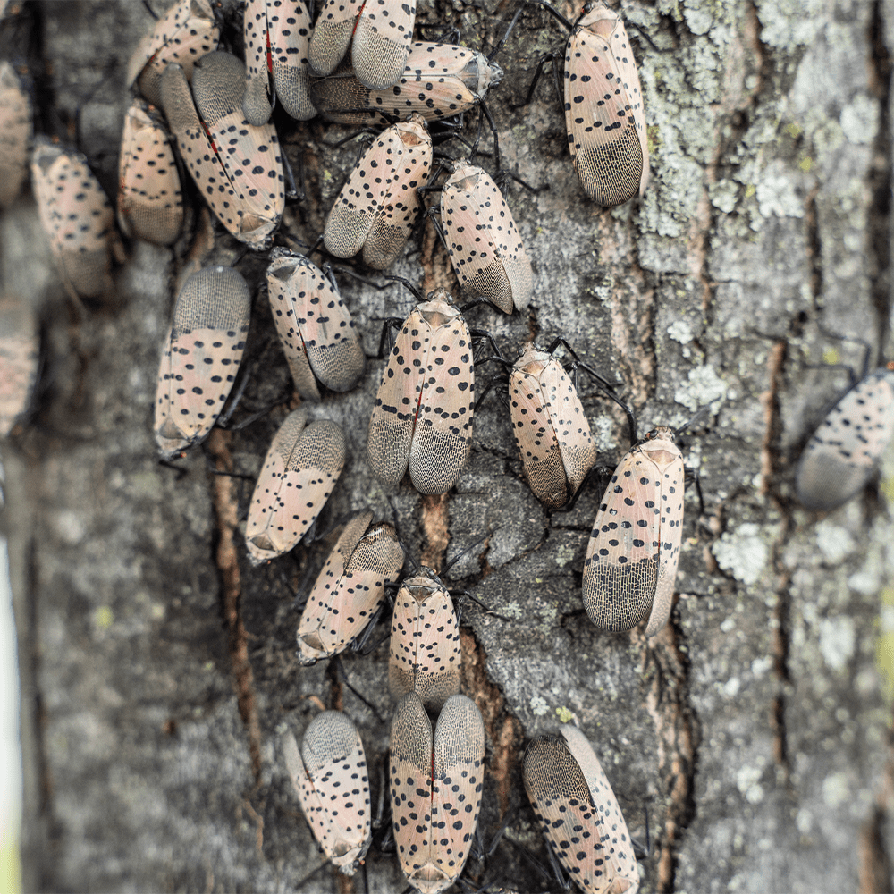 Spotted Lanternflies Extermination Services in Monmouth County, NJ