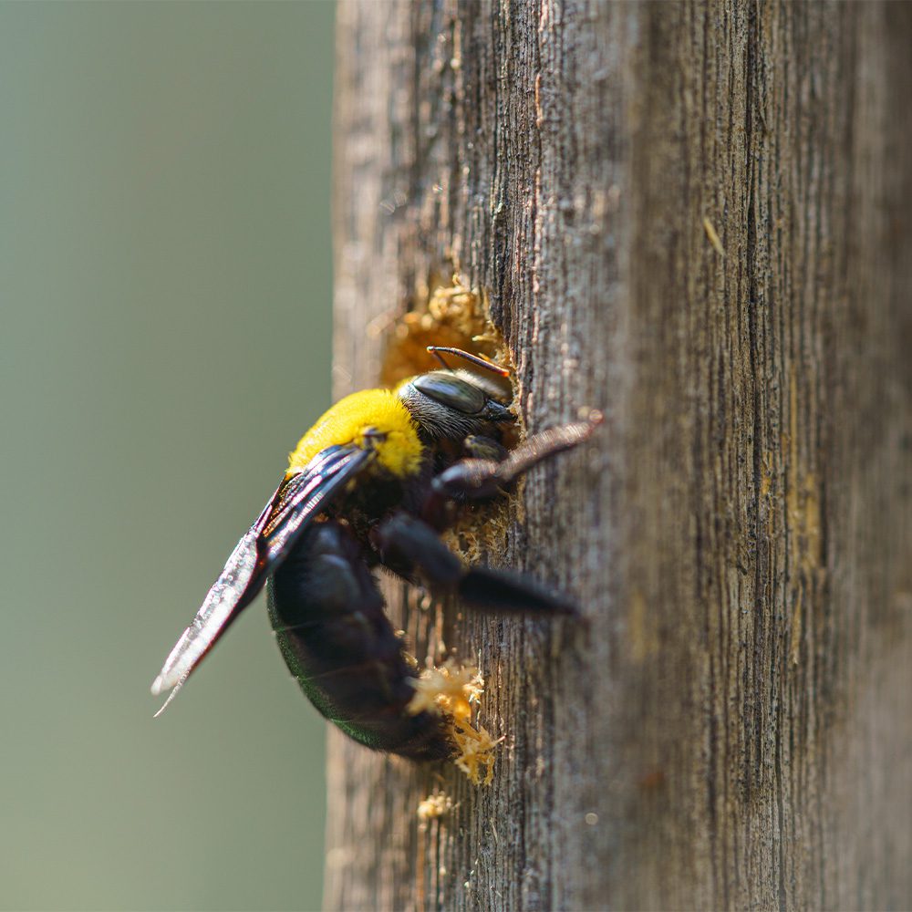 Pest Control Services in Forked River