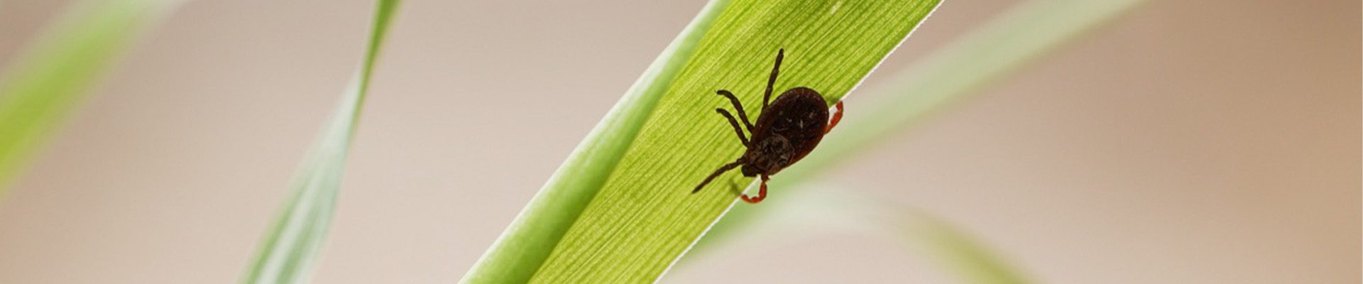 Tick Control in Toms River, Monmouth & Ocean County: Why Yard Treatments Matter