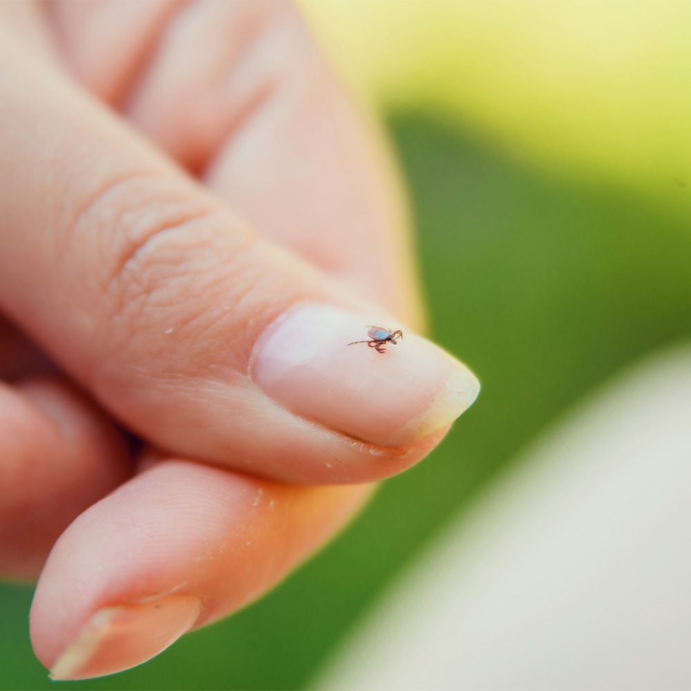 Tick Control in Toms River, Monmouth & Ocean County