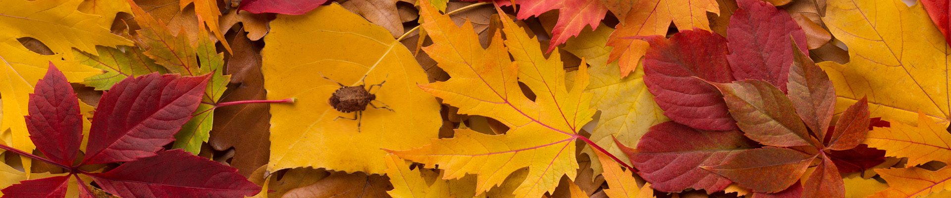 Common Autumn Pests in Monmouth & Ocean County, NJ