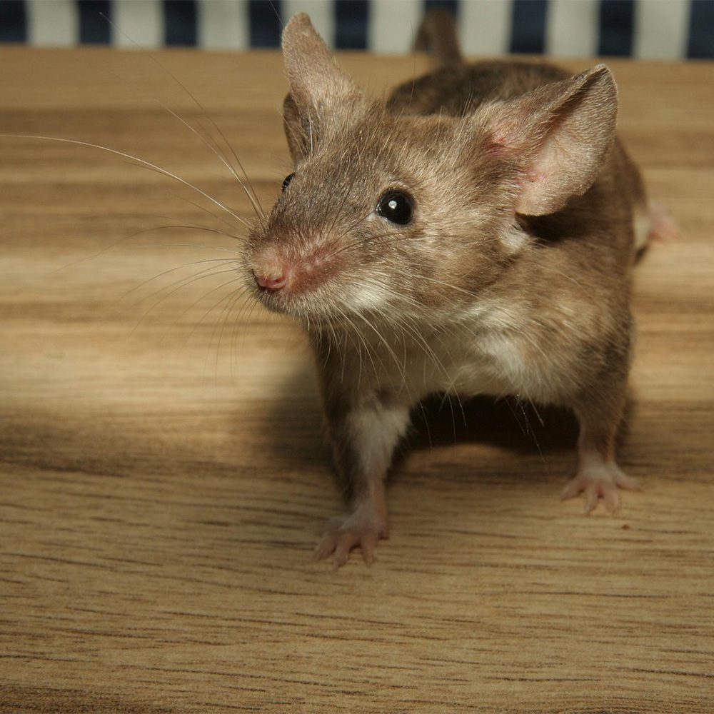 Common Autumn Pests in Monmouth & Ocean County, NJ