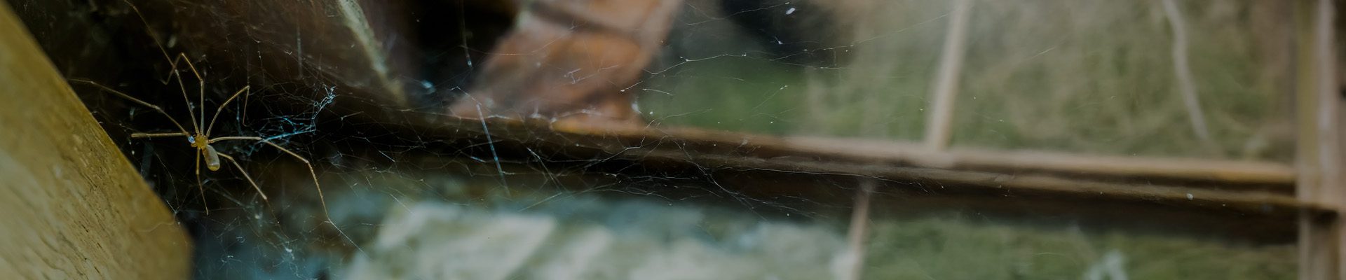 How NJ Homeowners Can Keep Bugs and Rodents Out This Season