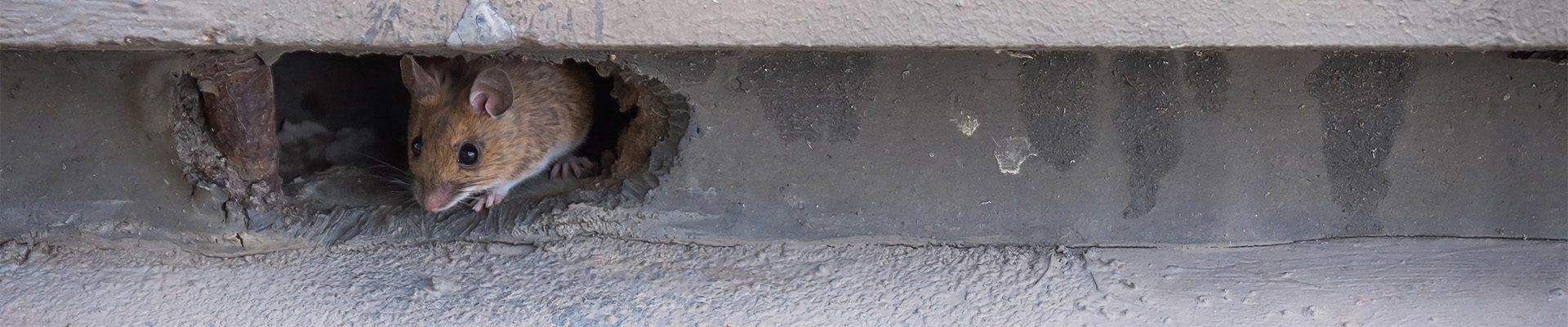 Late Fall Pest Preparedness Checklist