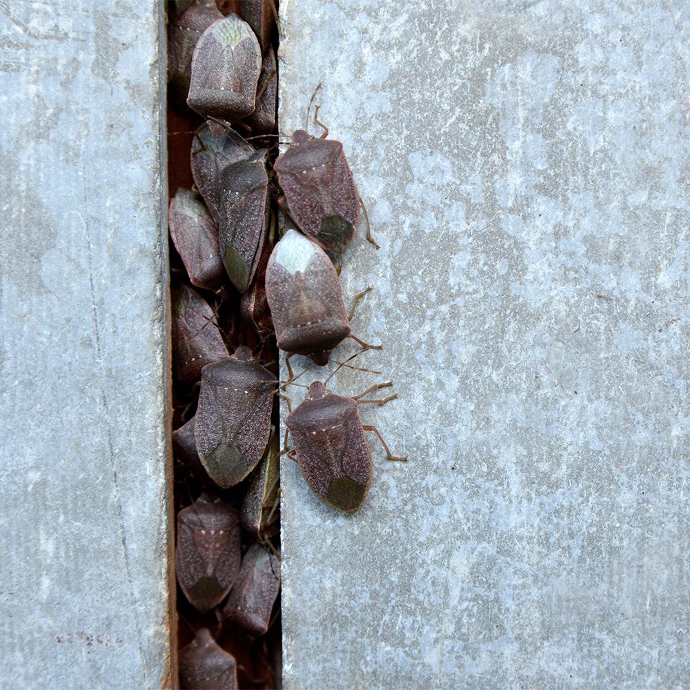 Start 2026 with a Pest-Free Home