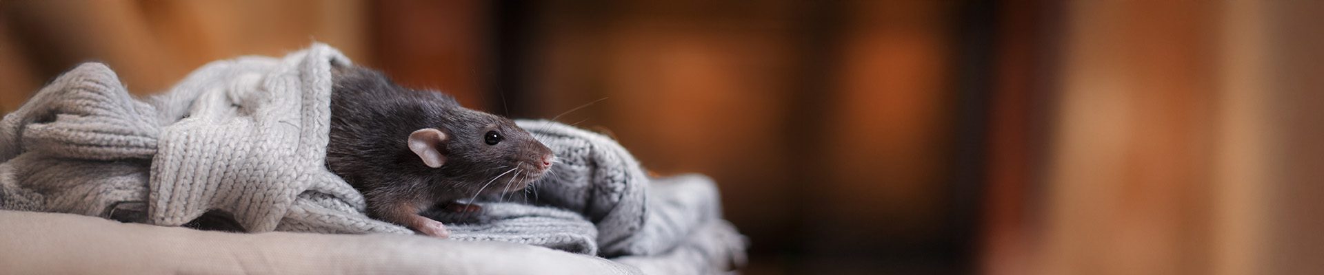 New Year, Pest-Free Home: Winter Pest Prevention Tips for 2026