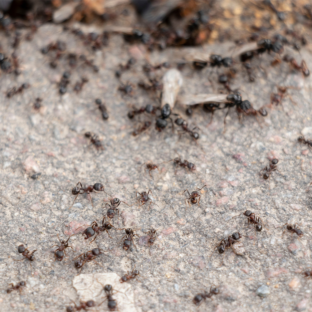 Termite Swarm Season NJ: Termites vs Flying Ants