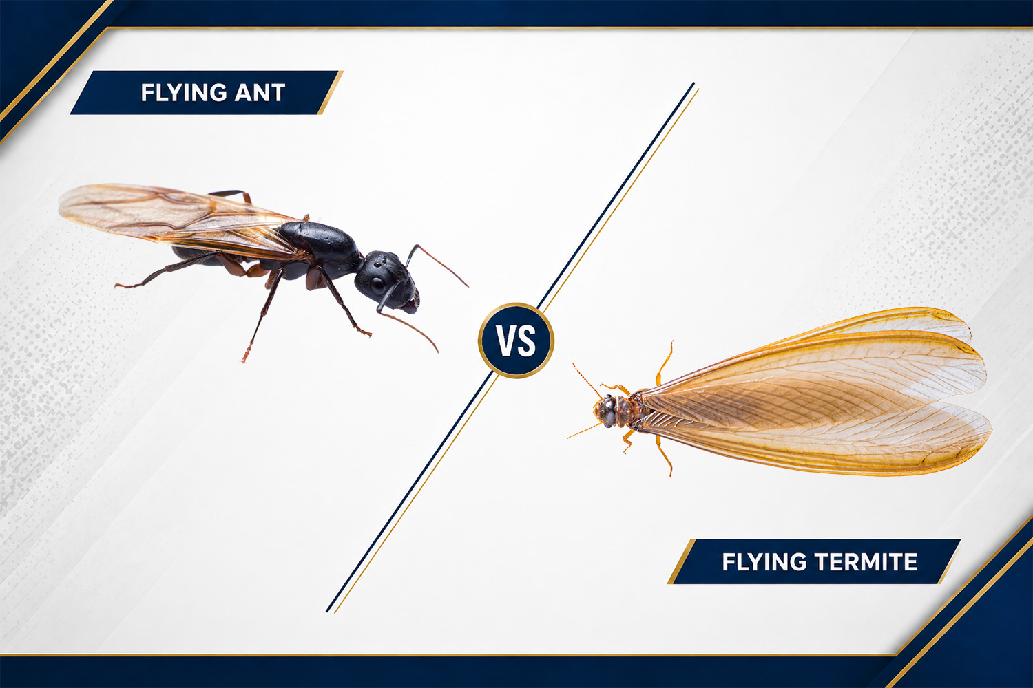 Termite Swarm Season NJ: Termites vs Flying Ants