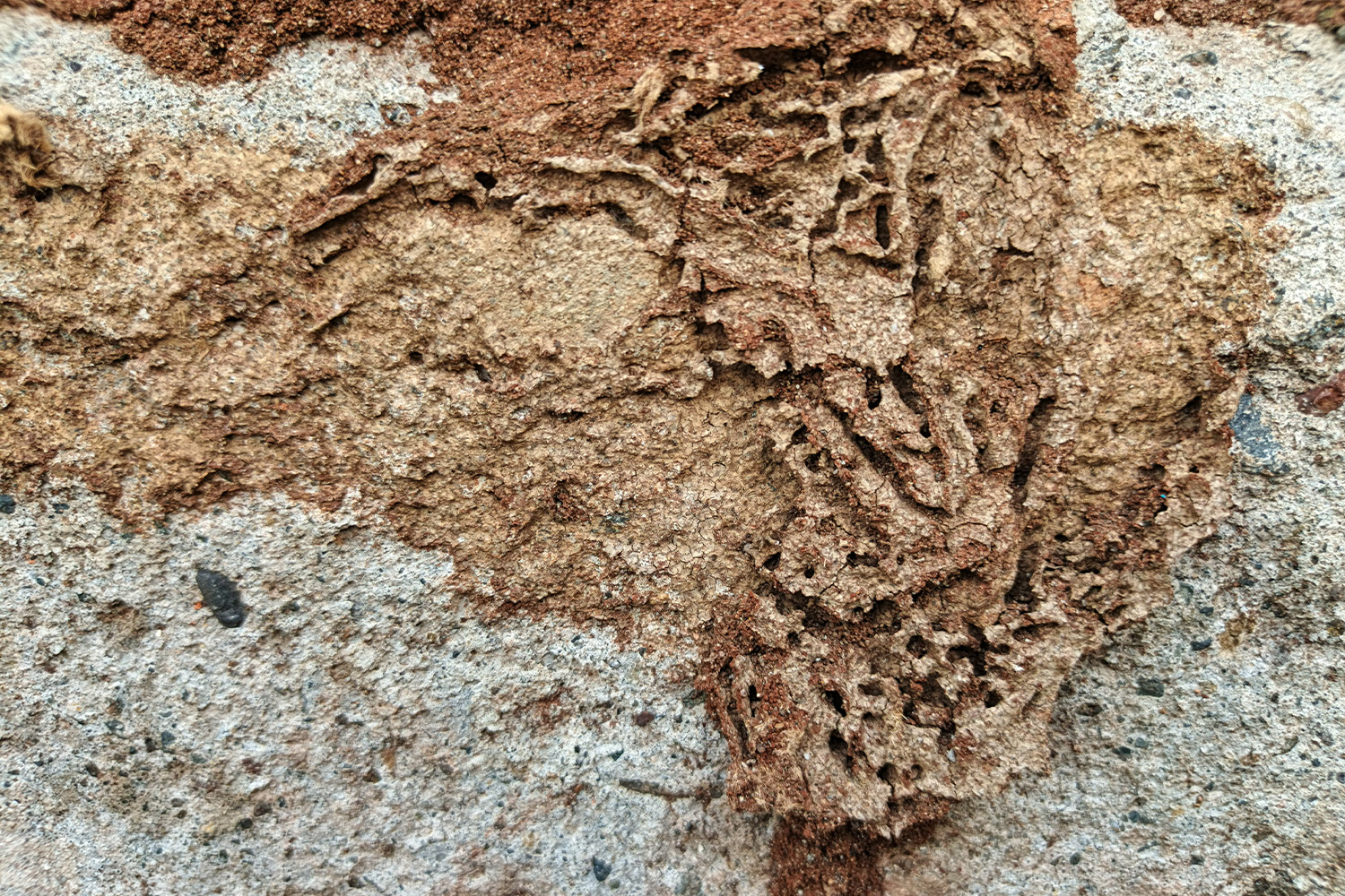 Termite Swarm Season NJ: Termites vs Flying Ants