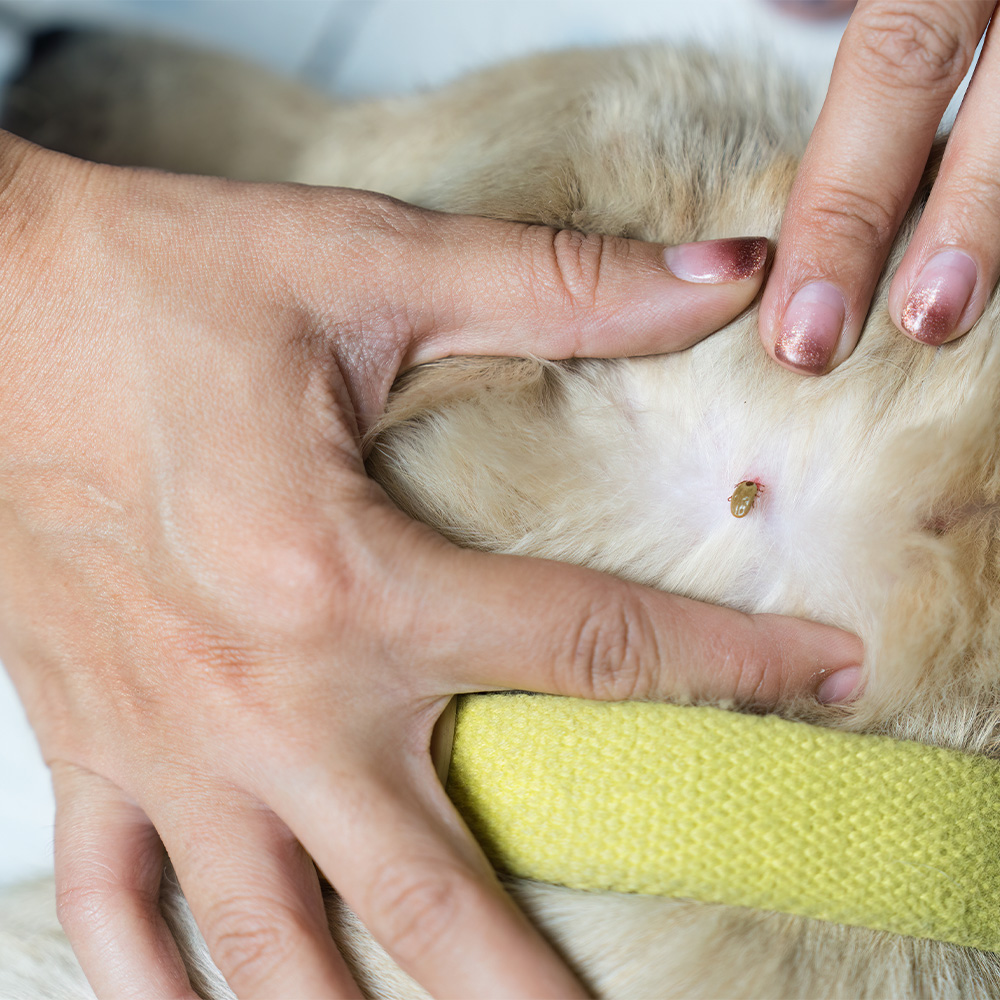 Early Summer Tick Control in NJ: Protect Your Family, Pets, and Guests
