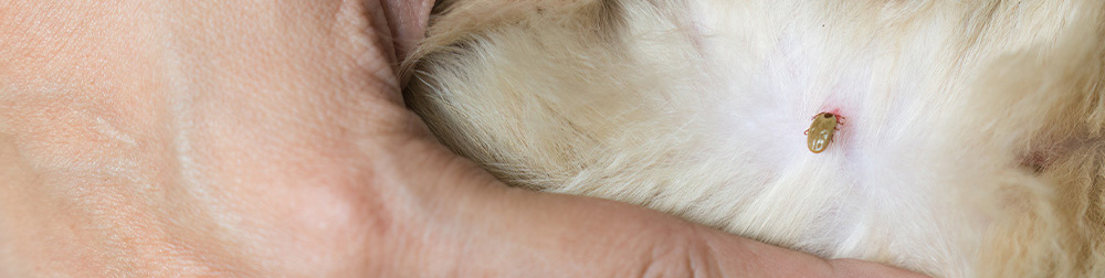 Early Summer Tick Control in NJ: Protect Your Family, Pets, and Guests