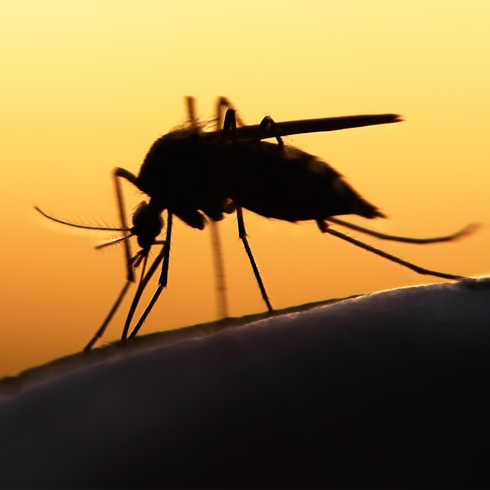 Mosquito Control Tips