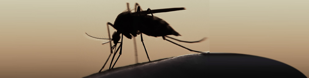 Why Mosquitoes Peak in NJ During Summer