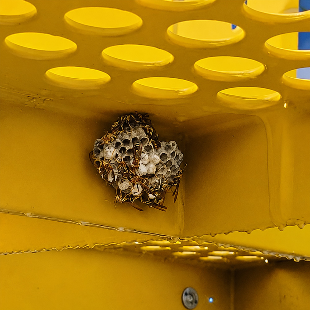Pest Control for Schools, Preschools, and Daycares