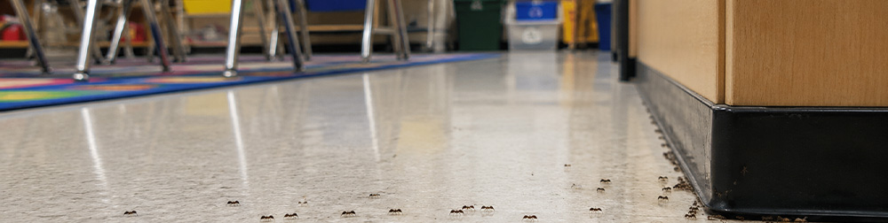 Pest Control for Schools, Preschools, and Daycares