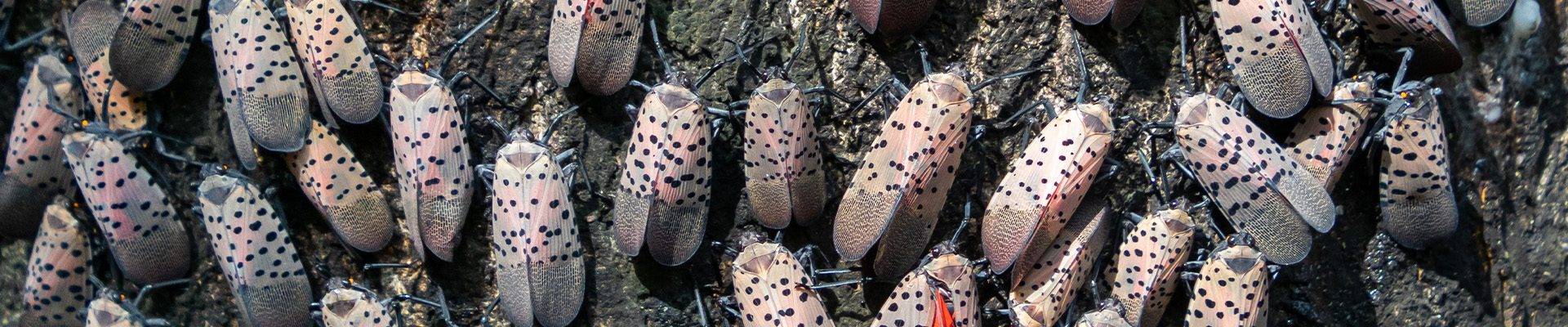 Jersey Shore Spotted Lanternflies Extermination Services 